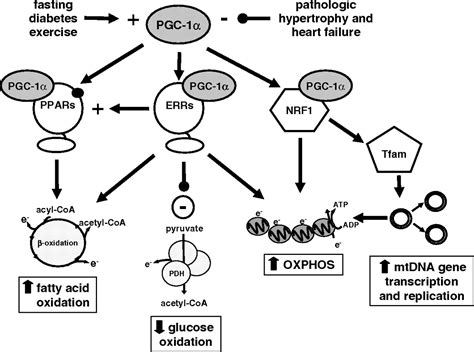 Peroxisome Proliferatoractivated Receptor Coactivator Pgc