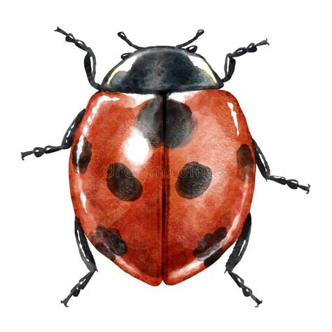 Ladybird Watercolour Stock Vector Illustration Of Life