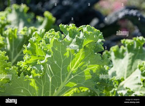 Col Rizada Pentland Fotograf As E Im Genes De Alta Resoluci N Alamy