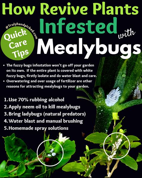 Get Rid Of The White Fuzzy Bugs Mealybugs Removal A Z