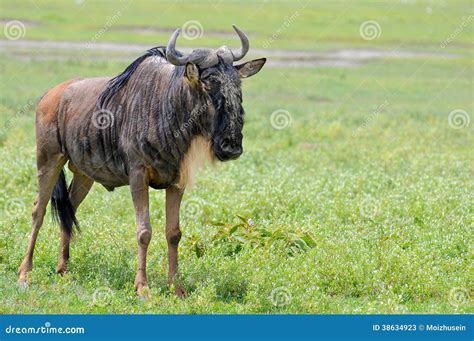 Wild Beest Migration In Tanzania Stock Image Image Of Angle Black