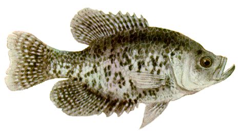 Black Crappie (Pomoxis nigromaculatus)