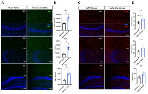 Ac Representative Confocal Photomicrographs Of Iba1 Green Gfap