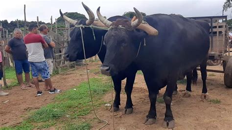 Feira Do Gado Em S O Benedito Cear Dia Muito Gado Bom E