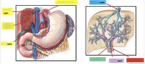 Intrahepatic Duct Anatomy