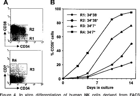 Pdf Human Nk Cell Development In Nodscid Mice Receiving Grafts Of