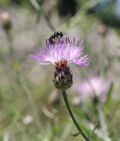 Spotted Knapweed Centaurea Stoebe Plant And Pest Diagnostics