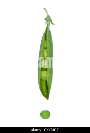 Green Vegetable And Pulses Green Peas Pisum Sativum Garden Peas Pods