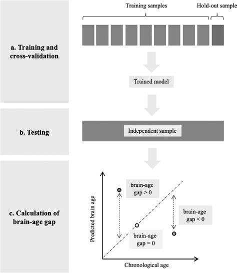 Machine Learning For Brain Age Prediction Introduction To Methods And