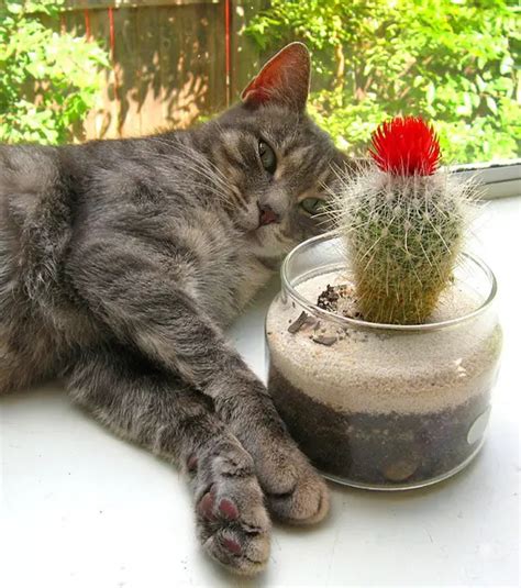 11 Pet Safe Succulents (With Pictures)- Succulents Network