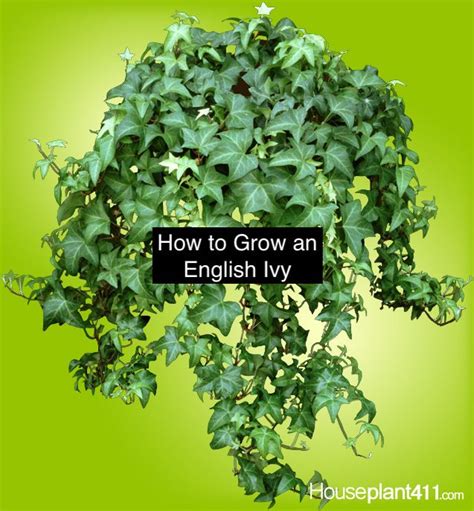 How To Grow Care For An English Ivy Plant Artofit