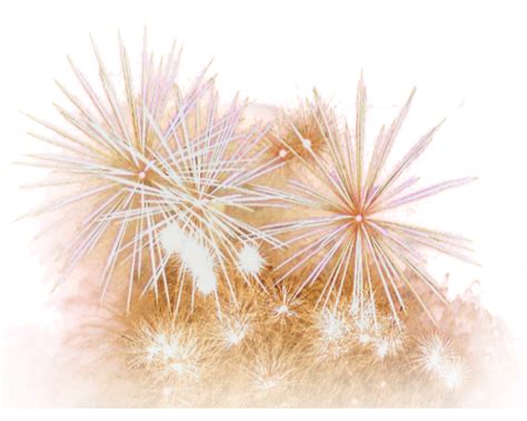 Collection Of Feu Artifice Png Pluspng