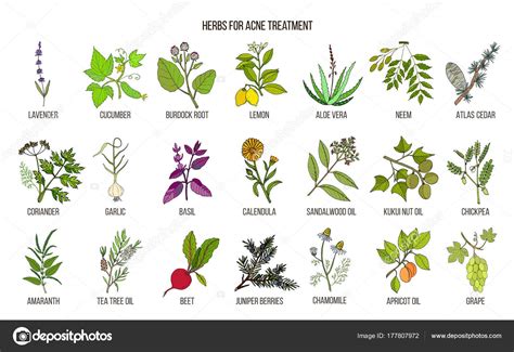 Best Herbs For Acne Treatment Stock Vector Foxyliam