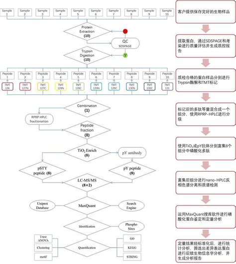 Tmt标记定量磷酸化技术服务 康成生物丨数谱生物