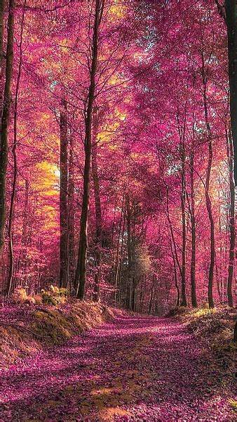 Leaves Of Autumn Blue, forest, stream, fall, autumn, float, Ohio ...