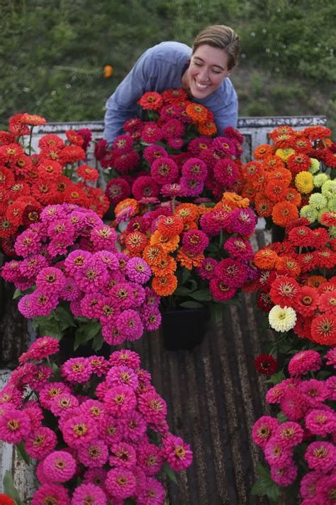 grow great zinnias floret flowers beautiful flowers garden veggie