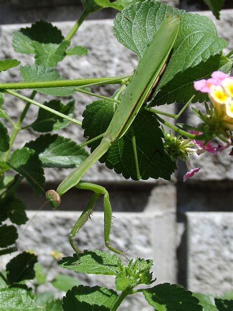 個別「[カマキリ]」の写真、画像 庭 Noraneko222s Fotolife