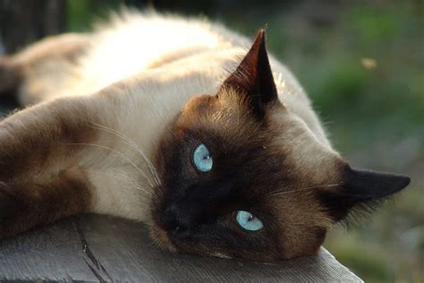 10 Surprising Facts About Siamese Cats | The Dog People by Rover.com