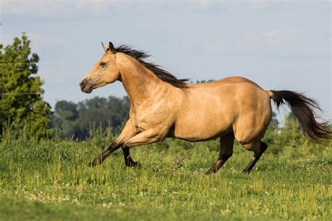 Buckskin Horse Facts with Pictures