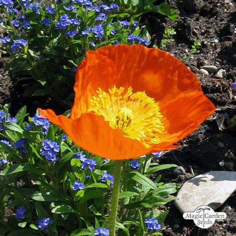 Iceland Poppy A Guide To Growing And Caring For These Beautiful