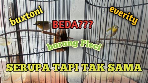 Nada Call Yg Berbeda Antara Burung Pleci Buxtoni Dan Pleci Everity