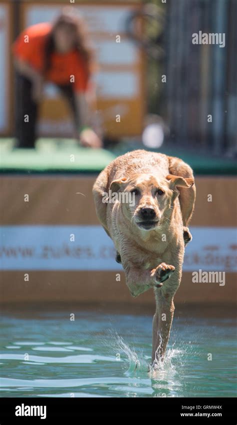 Dock Dog jumping competition in Charleston, South Carolina. Dogs can ...