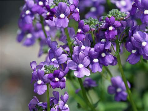 Angelonia Flowers - Tips For Growing Angelonia Summer Snapdragons
