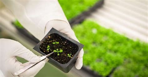 A List Of Transgenic Plants | Genetically Modifying Plants Is A Good ...