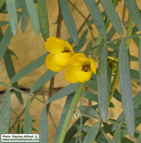 Senna alexandrina (Alexandrian Senna) : MaltaWildPlants.com - the online Flora of the Maltese ...