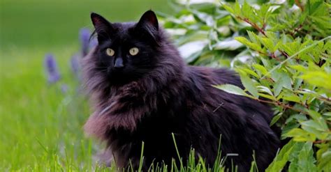 cat breeds    bobcats   animals