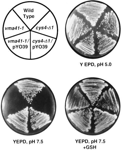 Growth Phenotypes Of Wild Type And Cys4 Cells Yeast Strains Of The