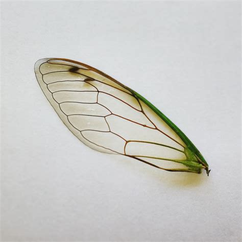 Cicada Wing by MrsUnderground on DeviantArt