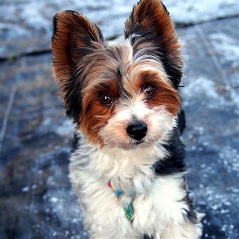 Yorkshire Biewer Terrier Preço - Biewer Terrier: Precio e información de cachorros en criador