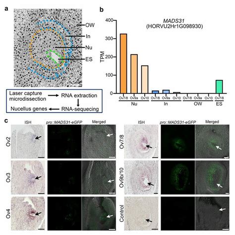 MADS31 is expressed in a restricted niche in the nucellus of barley ... 