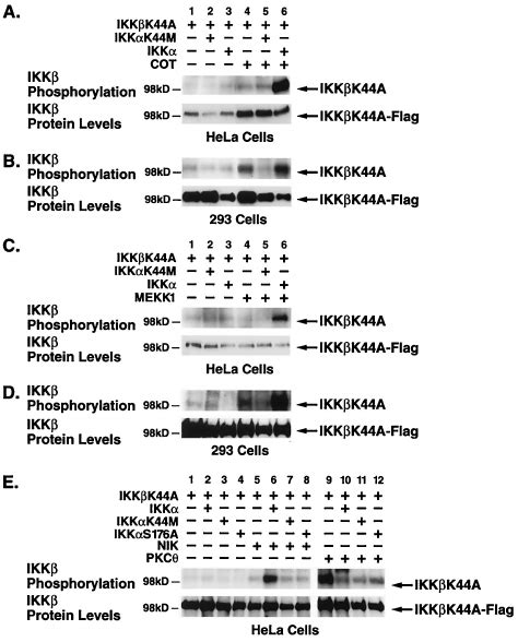 Kinase Deficient Ikk Blocks Mekk And Cot Tpl Induced But Not Pkc