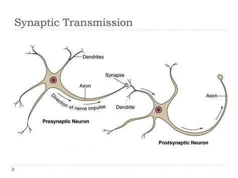 Ppt The Nervous System Structure And Control Of Movement Dr Kyle