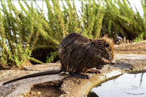 Life At A Glance Nutria 3 Photograph By Nina Kulishova Fine Art America