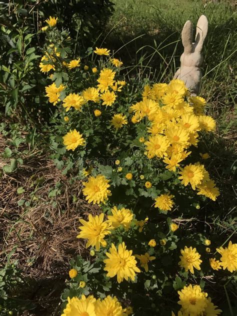 Chrysanthemums In Country Garden Bed Stock Photo Image Of Year Mums