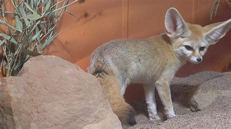 Behind The Exhibit Fennec Foxes