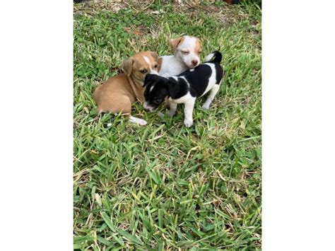 7 weeks old Jack Chi Puppies McAllen - Puppies for Sale Near Me