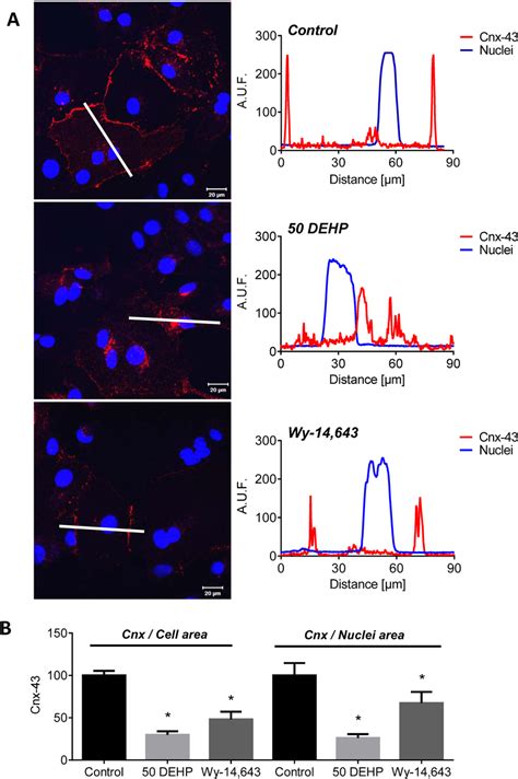 Dehp Alters Connexin Expression A Control Cardiomyocytes Display