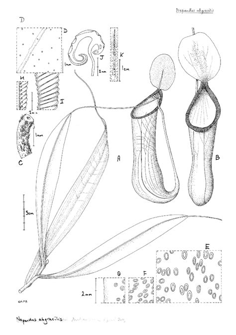 Nepenthes Abgracilis A Habit Stem With Upper Pitcher B Upper Pitcher