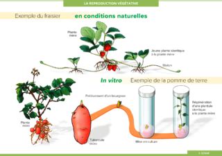 Les deux grands modes de reproduction SEMAE Pédagogie