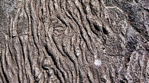 Banco De Imagens árvore Natureza Rocha Ramo Plantar Madeira