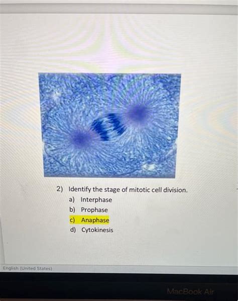 Solved 2 Identify The Stage Of Mitotic Cell Division A Chegg