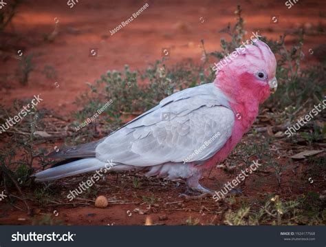 Galah Eolophus Roseicapilla Known Pink Grey Stock Photo 1924177568