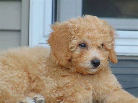 What is a Mini Goldendoodle? - Mini Goldendoodle Puppies For Sale