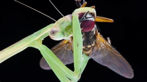 Notes From The Lab Mantids In The Classroom Missoula Butterfly House