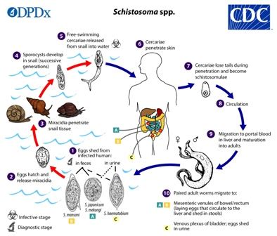 Schistosoma Mansoni Life Cycle