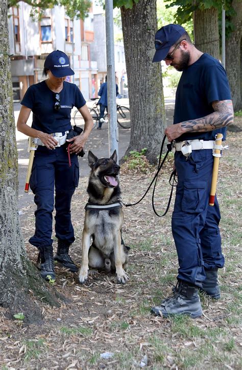 Spaccio A Pontelagoscuro Pusher Sorpreso Con La Droga Aggredisce Gli